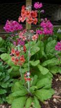 Primula japonica hybrid