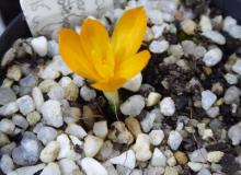 Crocus garganicus ssp garganicus J&JA 344.090-Turkey