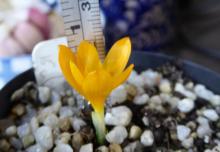 Crocus garganicus ssp garganicus with measure