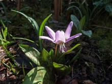 Erythronium dens-canis