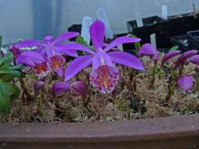 Pleione 'Tongariro'