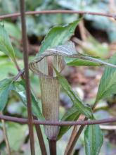 Arisaema kishidae 'Jack Frost'