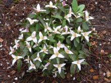 Trillium pusillum