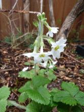 Primula kisoana