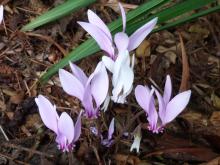 Cyclamen hederifolium with especially long petals