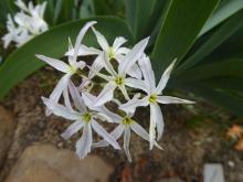 Leucocoryne ixioides narrow petals pink mid-rib