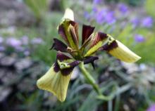 _Moraea lurida SRGC Seedex 2015