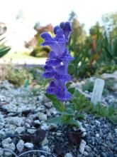 Scutellaria hypericifolia