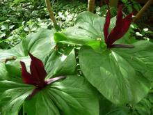 sessile Trillium