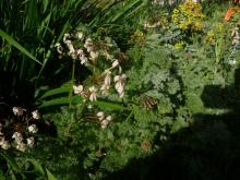 Pelargonium triste