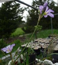  Leucocoryne vittata