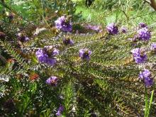 Eremophila densifolia