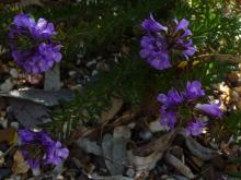 Eremophila densifolia