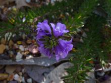 Eremophila densifolia