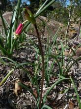 Dichelostemma.ida-maia.