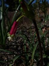 Dichelostemma.ida-maia.