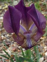 Iris.schachtii