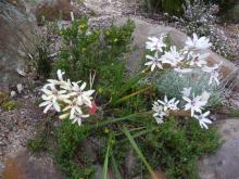 Babiana spathacea