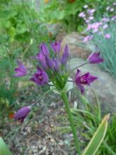 Allium peninsulare