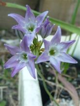 Triteleia hyacinthina