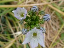 Triteleia hyacinthina