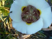 .Calochortus.superbus. 