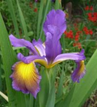 Spuria Iris Fergie's Poetry