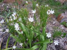 Triteleia laxa Silver Queen