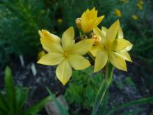 Sisyrinchium palmifolium