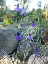 Conanthera campanulata