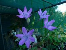 Triteleia bridgesii