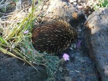 Tachyglossus aculeatus aculeatus