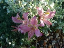 Alstroemeria hookeri