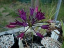 Allium dichlamydeum or bolanderi?