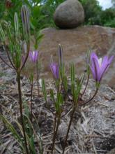 Brodiaea californica