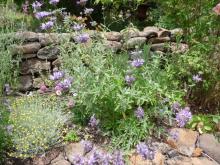 Salvia Celestial Blue