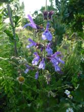 Salvia African Skies