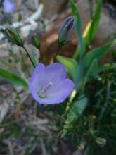 Campanula rotundifolia