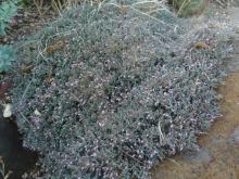 Teucrium subspinosun