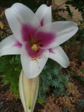 Lilium Triumphator