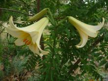 Lilium Golden Saint