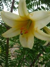 Lilium Golden Saint