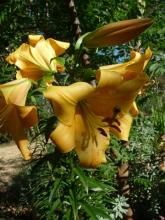 Lilium Saltarello