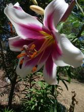 Lilium Silk Road