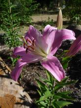 Lilium Table Dance