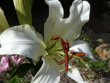 Lilium Ovation