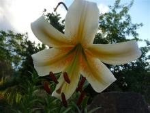 Lilium Mr Cas