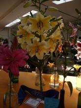 Best in Show.O-T.Lilium.Belladonna.