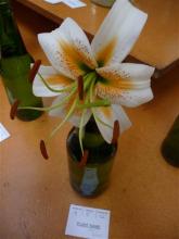 Lilium henryi hybrid