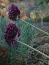 Allium sphaerocephalon